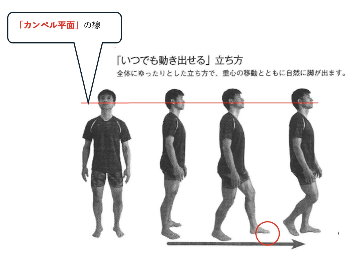 カンペル平面